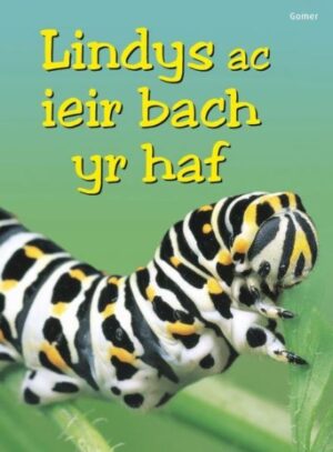 Lindys ac Ieir Bach Yr Haf (Dechrau Da)
